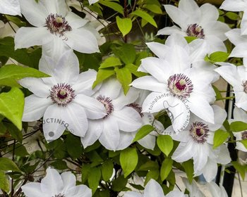 Clematis patens 'Miss Bateman'