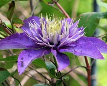 Clematis patens 'Multi Blue'