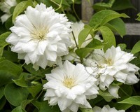 Clematis patens 'Duchess of Edinburgh'