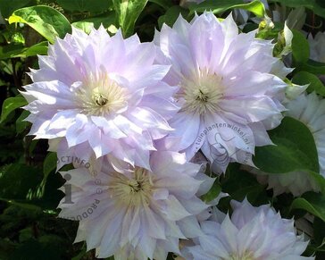 Clematis patens 'Duchess of Edinburgh'