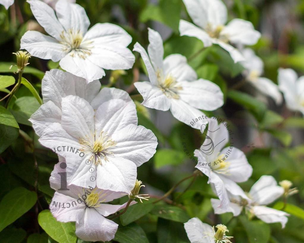 Clematis patens 'Madame le Coultre'