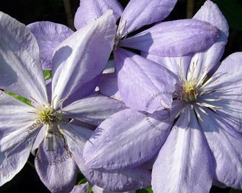 Clematis patens 'Mrs Cholmondeley'