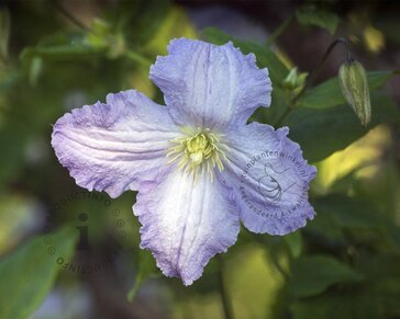Clematis 'Blekitny Aniol' / 'Blue Angel'