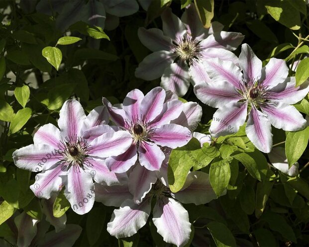 Clematis patens 'Nelly Moser'