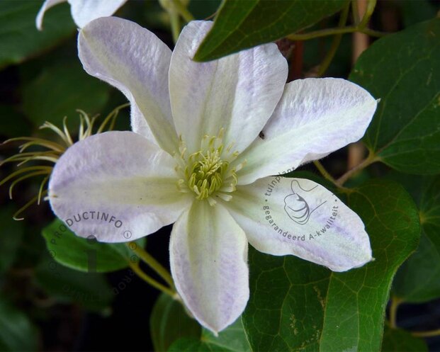 Clematis patens 'Yukikomachi'