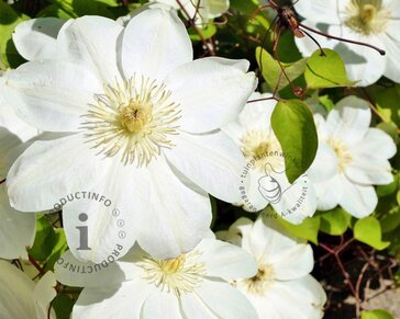 Clematis patens 'Guernsey Cream'