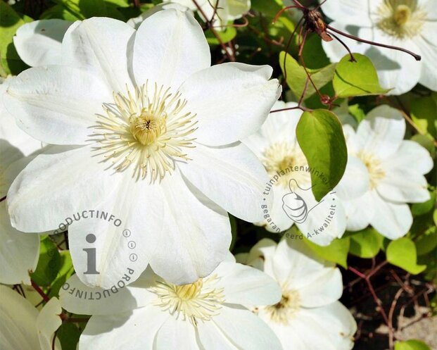 Clematis patens 'Guernsey Cream'