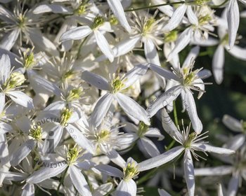 Clematis armandii 'Little White Charm'