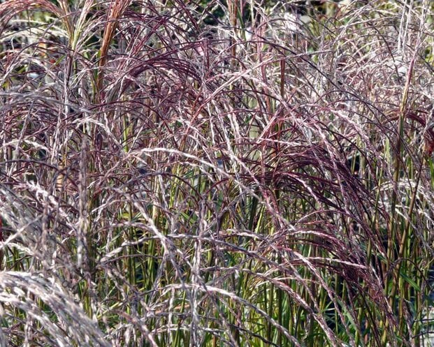 Miscanthus sinensis 'Flamingo'