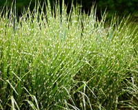 Miscanthus sinensis 'Zebrinus'