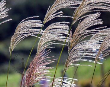 Miscanthus sinensis 'Kleine Silberspinne'