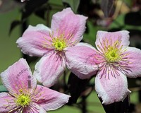 Clematis montana 'Mayleen'