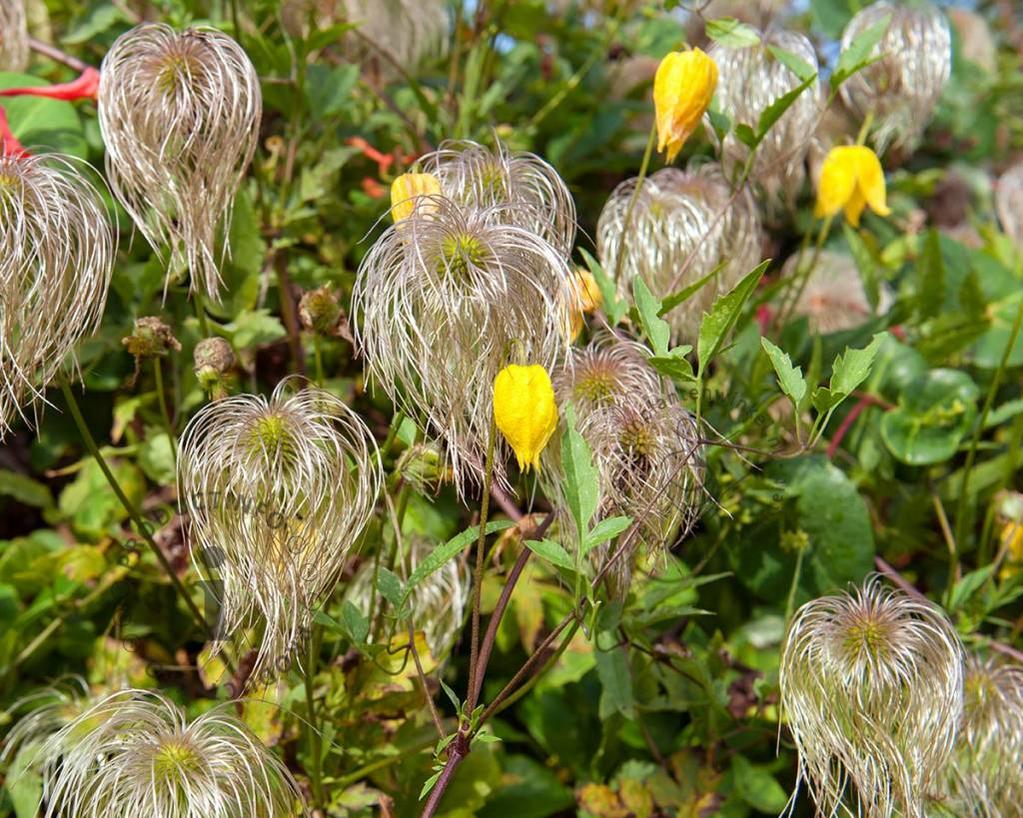 Clematis tangutica