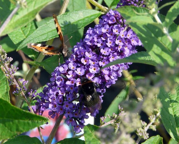 Buddleja davidii 'Empire Blue'