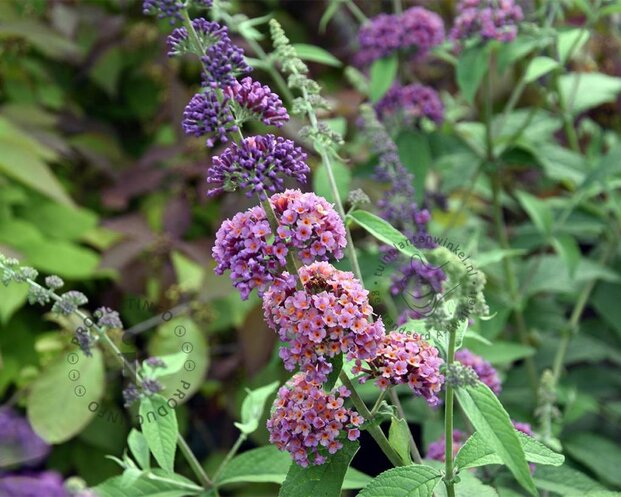 Buddleja weyeriana 'Flower Power'