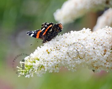 Buddleja davidii 'White Bouquet'