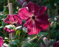 Clematis viticella 'Rubra'