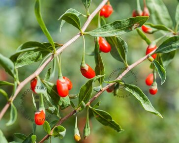Lycium barbarum