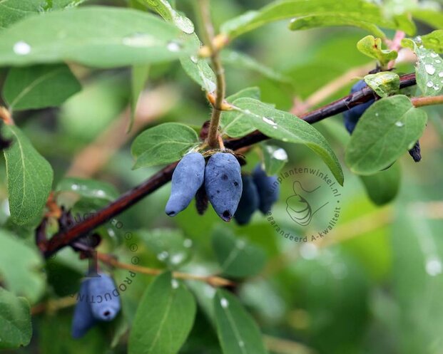 Lonicera kamtschatica 'Morena'