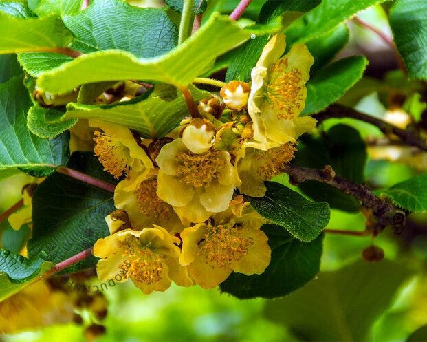 Actinidia deliciosa 'Atlas' (mannelijk)