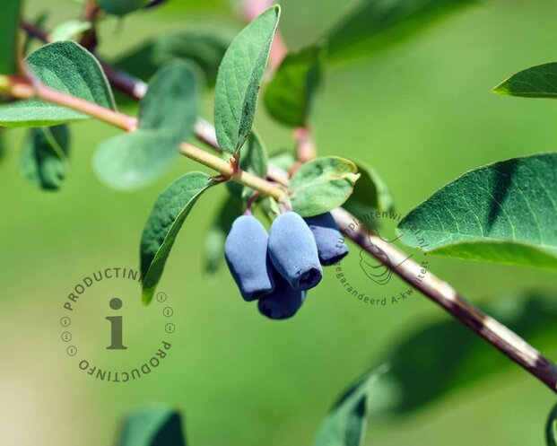 Lonicera kamtschatica 'Fialka'