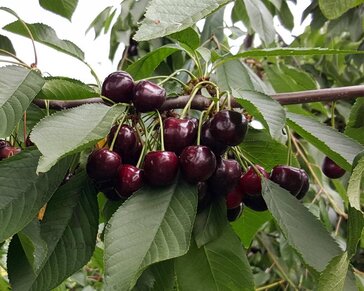 Prunus avium 'Mierlose Zwarte' - hoogstam