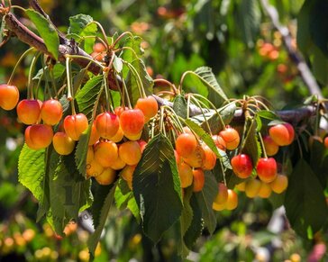 Prunus avium 'Udense Spaanse' - hoogstam