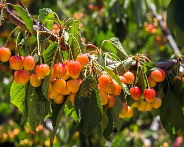 Prunus avium 'Udense Spaanse' - hoogstam