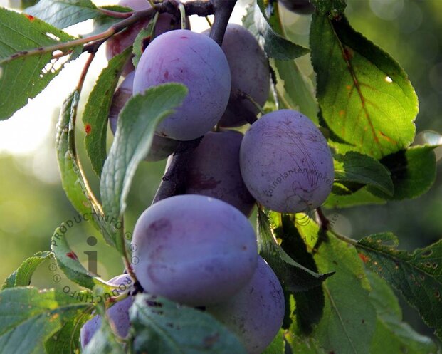Prunus domestica 'Reine Claude D'Althan' - hoogstam