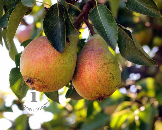 Pyrus communis 'Clapp's Favourite' - hoogstam
