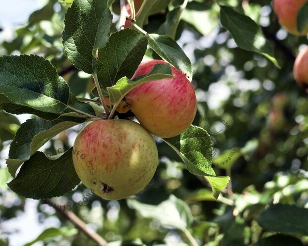 Malus domestica 'James Grieve' - hoogstam