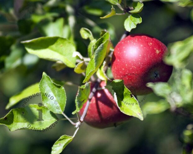 Malus domestica 'Sterappel' - halfstam