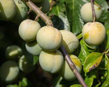 Prunus domestica 'Reine Claude Verte' - halfstam
