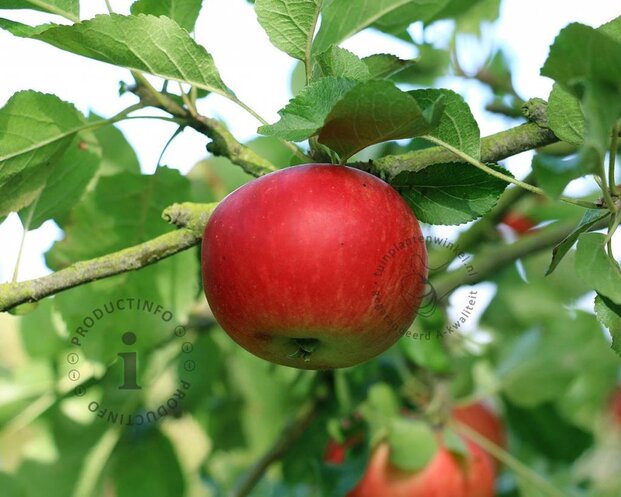 Malus domestica 'Ida Red' - laagstam