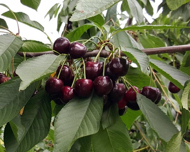 Prunus avium 'Mierlose Zwarte' - laagstam