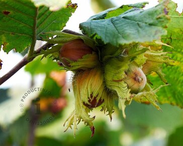 Corylus avellana 'Webb's Prize Cob'