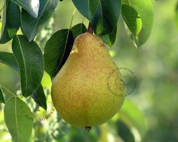 Pyrus 'Condo' - zuilvorm