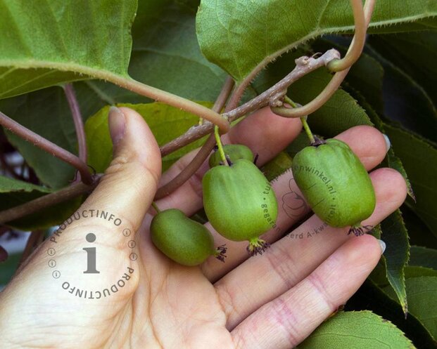 Actinidia arguta 'Bayern'