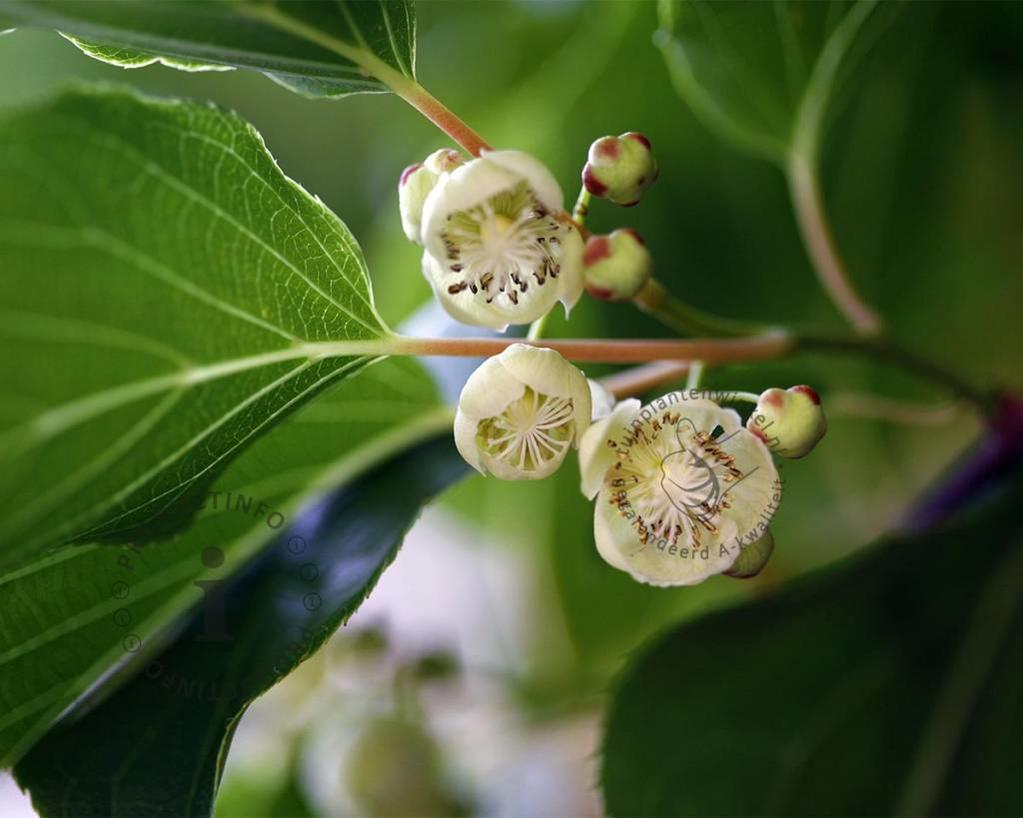 Actinidia arguta 'Weiki' kopen Minikiwi / Kiwibes
