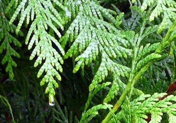 Haagconiferen online kopen bij tuinplantenwinkel