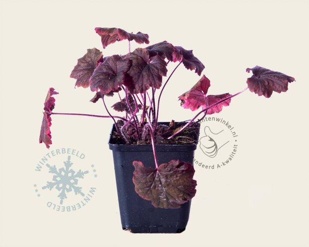 Tellima grandiflora 'Rubra'