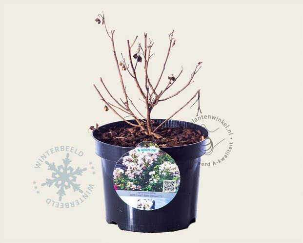Lagerstroemia indica 'Milaperl' (With Love Babe)