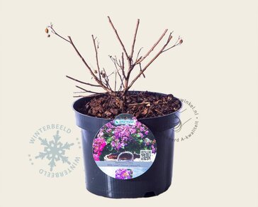 Lagerstroemia indica 'Milavio' (With Love Eternal)