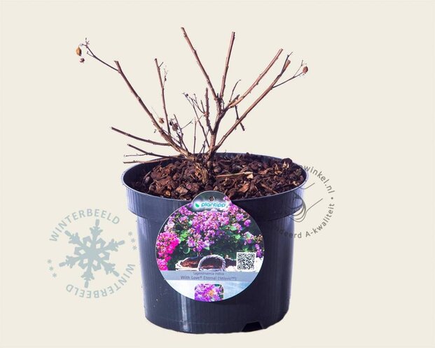 Lagerstroemia indica 'Milavio' (With Love Eternal)