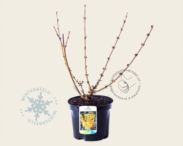 Forsythia intermedia 'Goldrausch