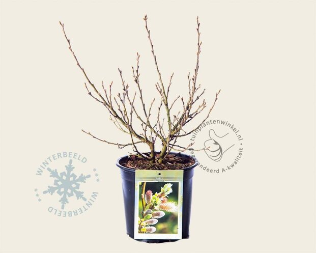 Salix helvetica