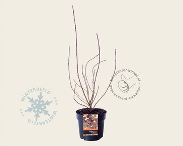 Cotinus coggygria 'Lilla'