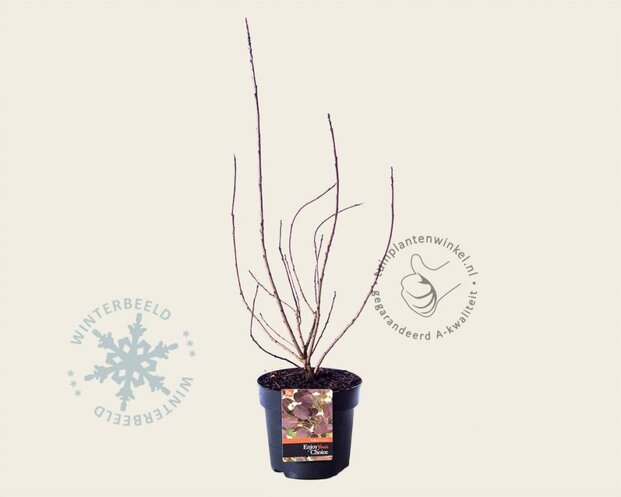Cotinus coggygria 'Lilla'