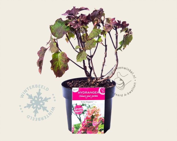 Hydrangea quercifolia 'Ruby Slippers'