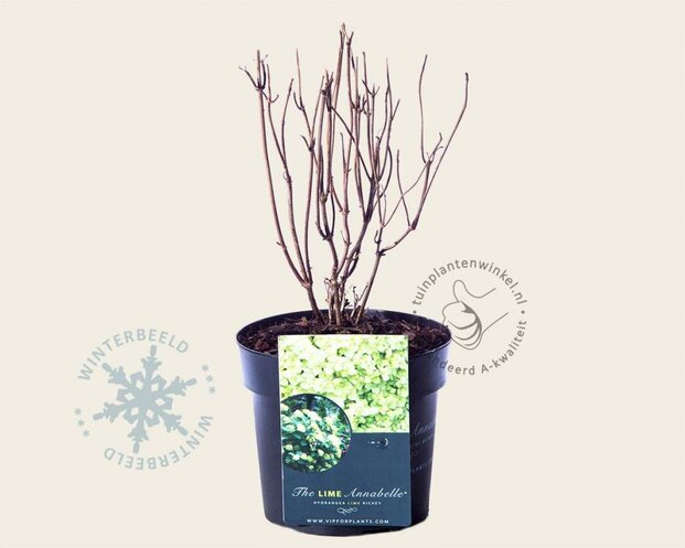 Hydrangea arborescens 'Lime Rickey'